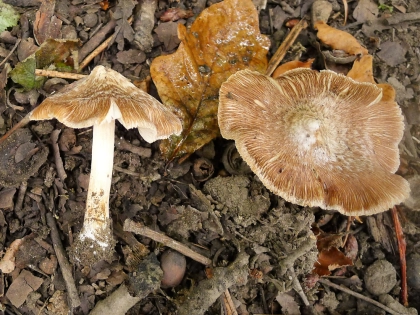Inocybe macul�, Inocybe maculata