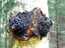 Chaga, Polypore oblique, Inonotus obliquus