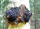 Chaga, Polypore oblique, Inonotus obliquus