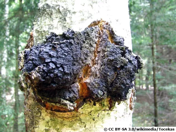 Chaga, Polypore oblique, Inonotus obliquus