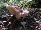 Lactaire cireux, Lactaire  odeur de bougie, Lactarius hysginus