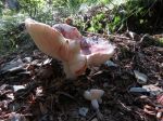 Lactaire cireux, Lactaire à odeur de bougie, Lactarius hysginus Lactaire cireux, Lactaire à odeur de bougie, Lactarius hysginus