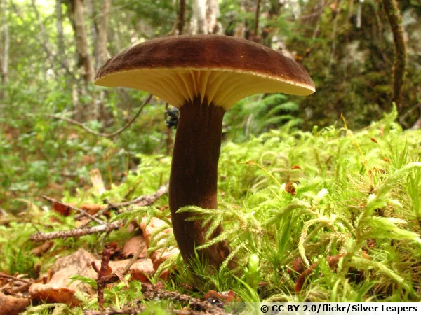 Lactaire velours, Lactaire couleur de suie, Lactarius lignyotus
