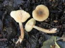 Lactaire oliv�tre, Lactaire obscur, Lactarius obscuratus