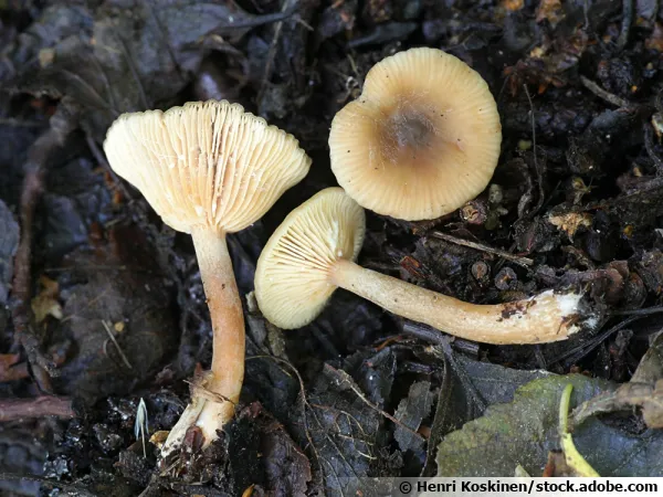 Lactaire olivâtre, Lactaire obscur, Lactarius obscuratus