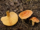Lactaire des mlzes, Lactarius porninsis