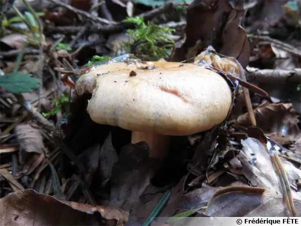 Lactaire saumon, Lactarius salmonicolor