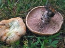 Lactaire sanguin, Catalan, Lactarius sanguifluus