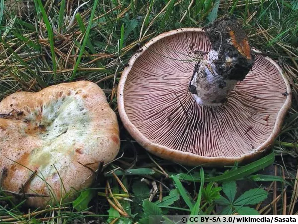 Lactaire sanguin, Catalan, Lactarius sanguifluus