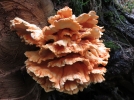 Polypore soufr, Laetiporus sulphureus