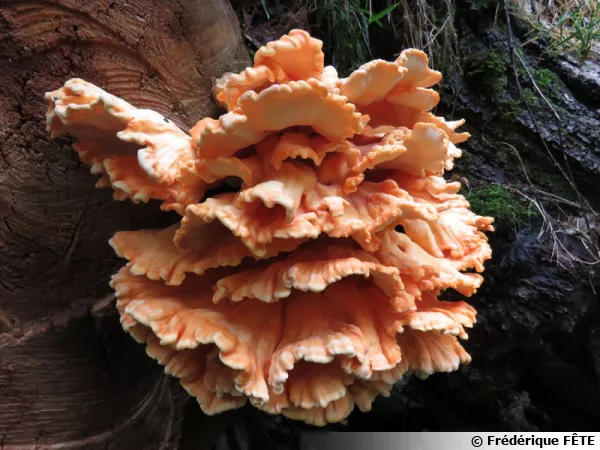 Polypore soufré, Laetiporus sulphureus
