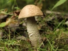 Bolet rude, Bolet raboteux, Leccinum scabrum