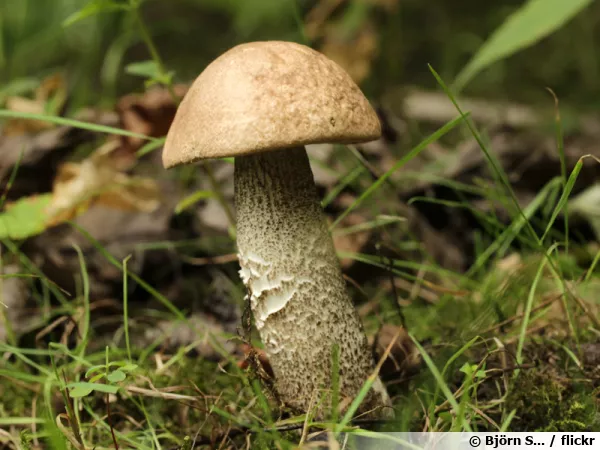 Bolet rude, Bolet raboteux, Leccinum scabrum