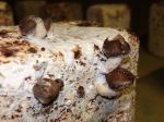 Shiitaké en culture sur bûches dans une cave champignonnière du Val de Loire