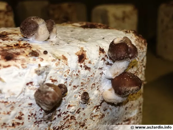 Shiitak en culture sur bches dans une cave champignonnire du Val de Loire