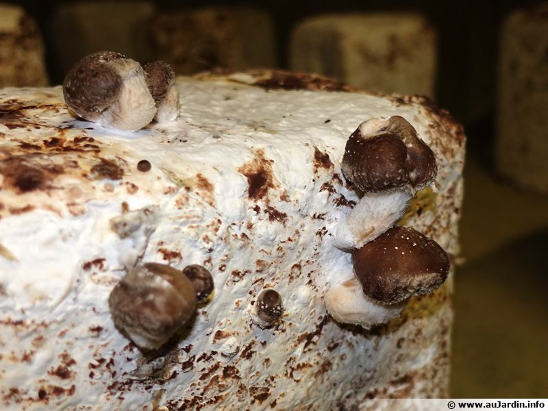 Shiitaké, Lentin du Chêne, Champignon parfumé, Lentinula edodes