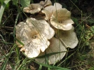 Lentin tigr�, Lentinus tigrinus