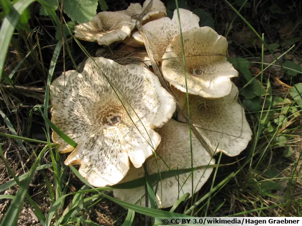 Lentin tigré, Lentinus tigrinus