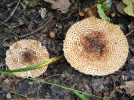 L�piote fausse-helv�ol�e, L�piote � pied rose, Lepiota pseudohelveola var. sabulosa