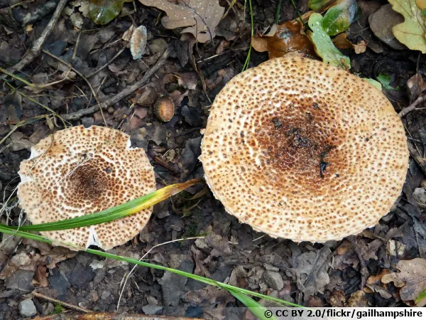 Lépiote fausse-helvéolée, Lépiote à pied rose, Lepiota pseudohelveola var. sabulosa