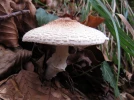 L�piote de Josserand, Lepiota subincarnata