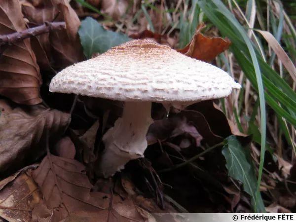 Lépiote de Josserand, Lepiota subincarnata