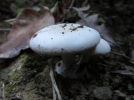 Lpiste  lames serres, Lepista densifolia