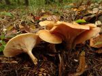 Clitocybe flasque, Clitocybe inversé, Lepista flaccida Clitocybe flasque, Clitocybe inversé, Lepista flaccida