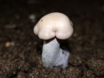 Pied-bleu, Lepista nuda en culture dans une champignonière