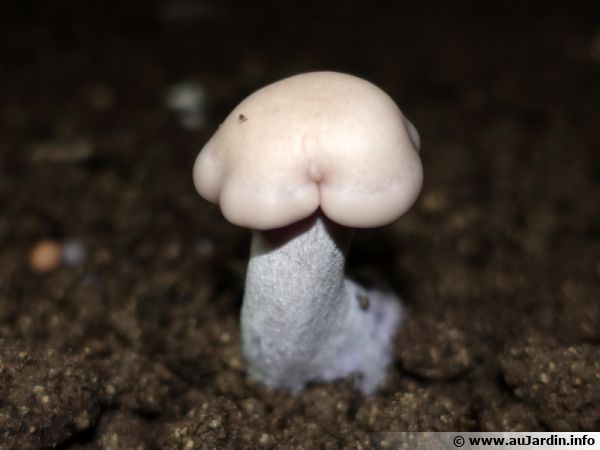 Pied-bleu, Lepista nuda en culture dans une champignonière