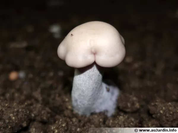 Pied-bleu, Lepista nuda en culture dans une champignonière