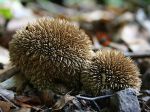 Vesse-de-loup hérisson, Vesse-de-loup épineuse, Lycoperdon echinatum Vesse-de-loup hérisson, Vesse-de-loup épineuse, Lycoperdon echinatum