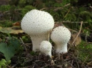 Vesse-de-loup perl�e, Vesse-de-loup � pierreries, Lycoperdon perlatum