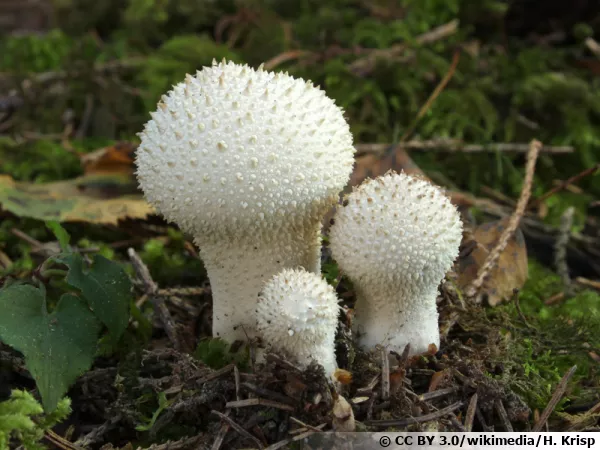 Vesse-de-loup perlée, Vesse-de-loup à pierreries, Lycoperdon perlatum
