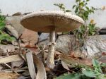 Coulemelle, Lépiote élevée, Baguette-de-tambour, Nez de chat, Macrolepiota procera Coulemelle, Lépiote élevée, Baguette-de-tambour, Nez de chat, Macrolepiota procera