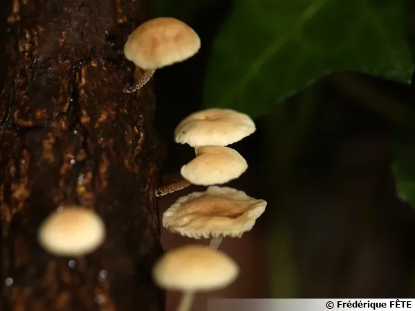 Marasme des rameaux, Marasmiellus ramealis