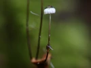 Marasme de Bulliard, Marasmius bulliardii