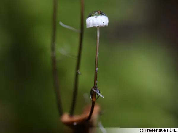 Marasme de Bulliard dans une goutte d'eau !
