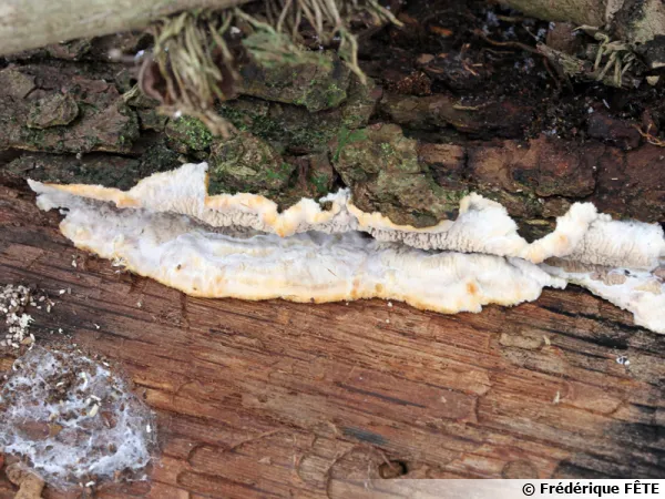 Mrule tremblante, Mrule tremblotante, Merulius tremellosus