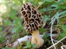 Morille commune, Morchella esculenta