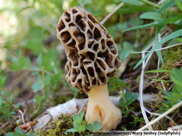 Morille commune, Morille grise, Morille brune, Morille blonde, Morchella esculenta