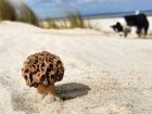 Les champignons des dunes, entre mer et continent