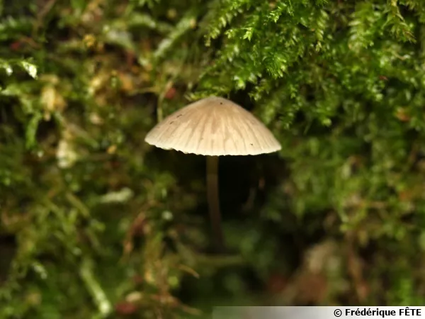 Mycène printanière, Mycena abramsii