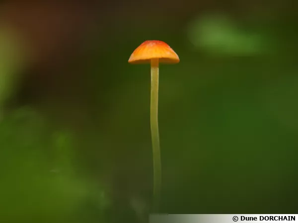 Mycène en aiguille, Mycène rouge orange, Mycena acicula