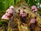 Mycne  lait rouge, Mycne  pied rouge, Mycena haematopus