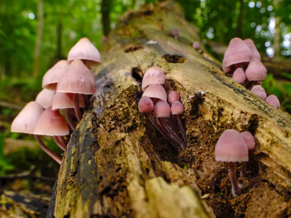 Mycne  lait rouge, Mycne  pied rouge, Mycena haematopus