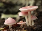 Myc�ne rose, Mycena rosea