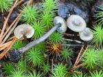 Omphale des charbonnires, Myxomphalia maura