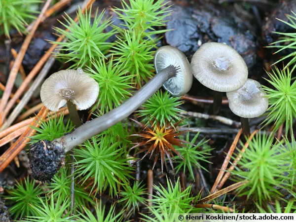 Omphale des charbonnires, Myxomphalia maura