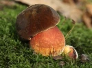 Bolet � pied rouge, Neoboletus erythropus